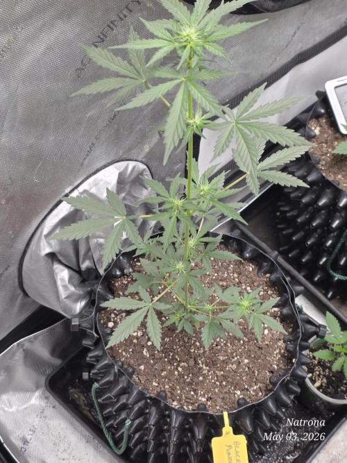 Black Cherry Punch auto -Pyramid Seeds. Week 4