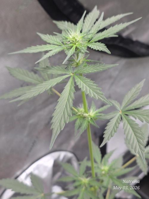 Black Cherry Punch auto -Pyramid Seeds. Week 4