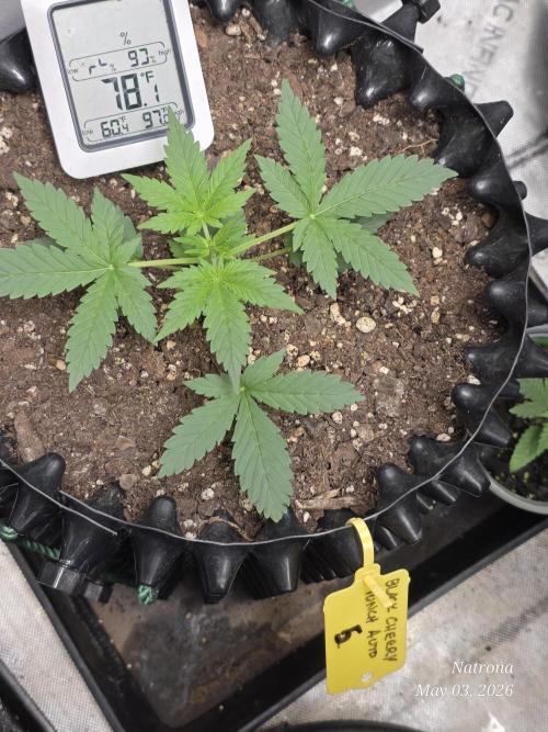 Black Cherry Punch auto -Pyramid Seeds. Week 4