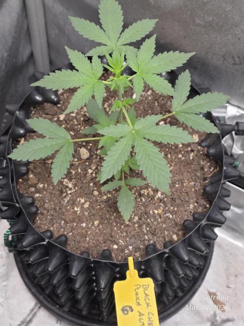 Black Cherry Punch auto -Pyramid Seeds. Week 4