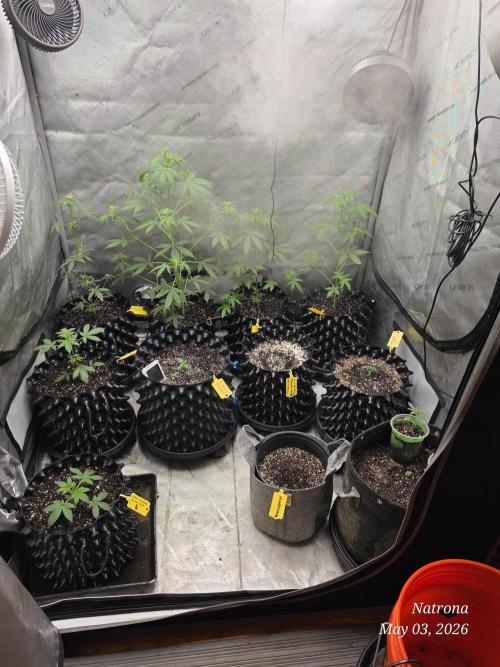 Black Cherry Punch auto -Pyramid Seeds. Week 4