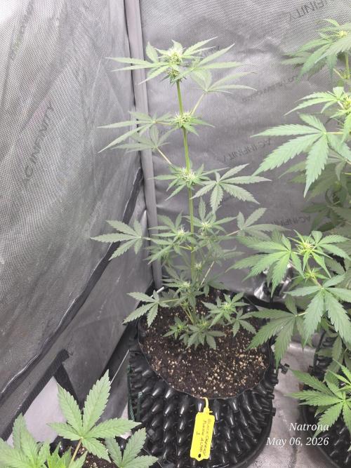 Black Cherry Punch auto -Pyramid Seeds. Week 4