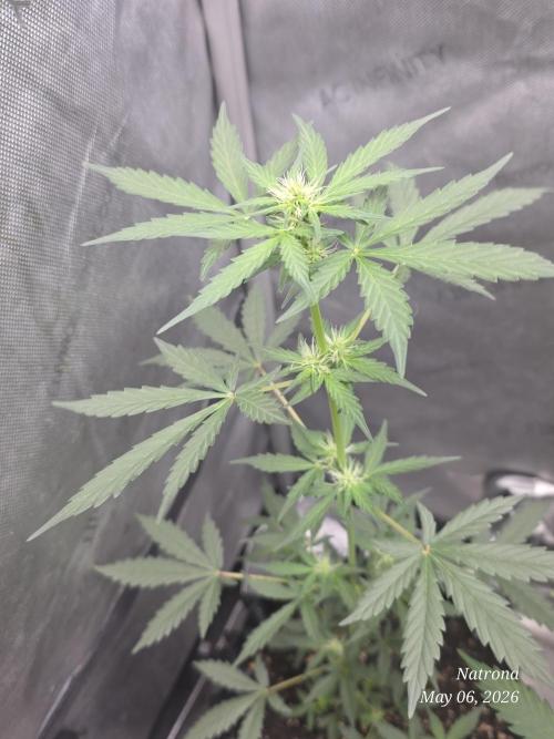 Black Cherry Punch auto -Pyramid Seeds. Week 4