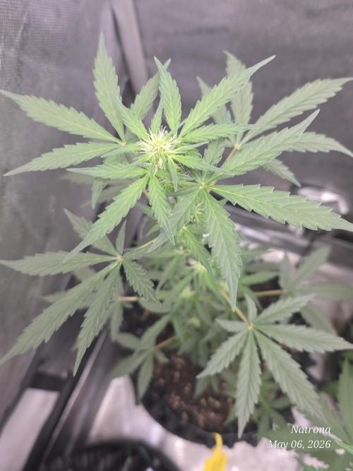 Black Cherry Punch auto -Pyramid Seeds. Week 4