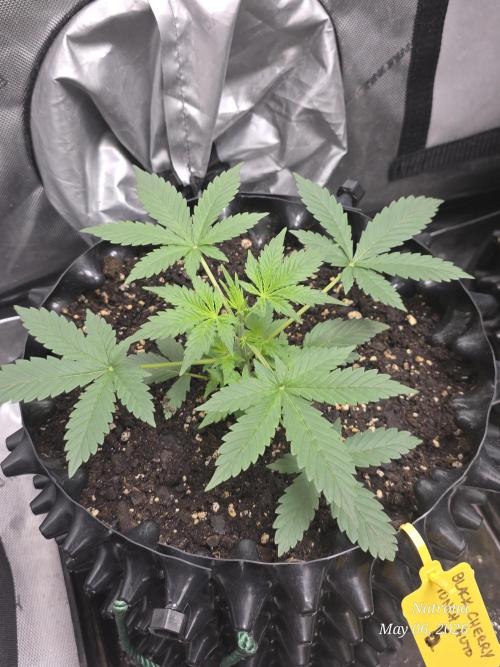 Black Cherry Punch auto -Pyramid Seeds. Week 4