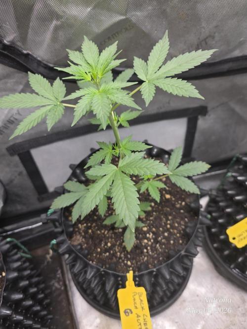 Black Cherry Punch auto -Pyramid Seeds. Week 4