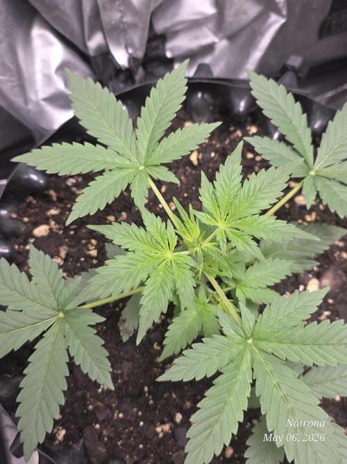 Black Cherry Punch auto -Pyramid Seeds. Week 4