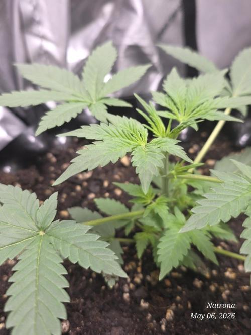 Black Cherry Punch auto -Pyramid Seeds. Week 4