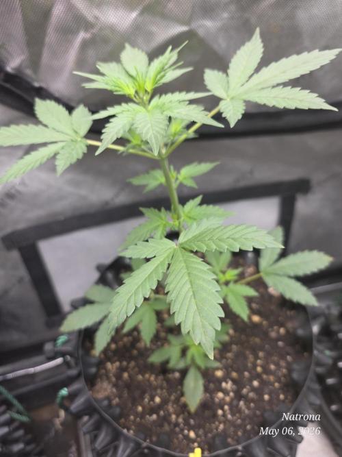 Black Cherry Punch auto -Pyramid Seeds. Week 4