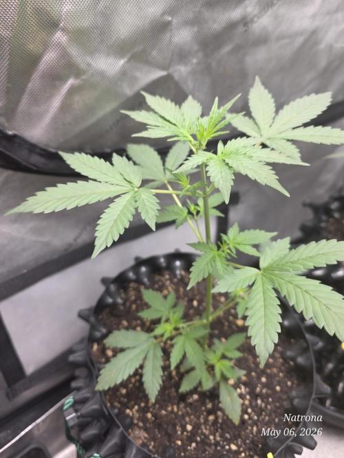 Black Cherry Punch auto -Pyramid Seeds. Week 4