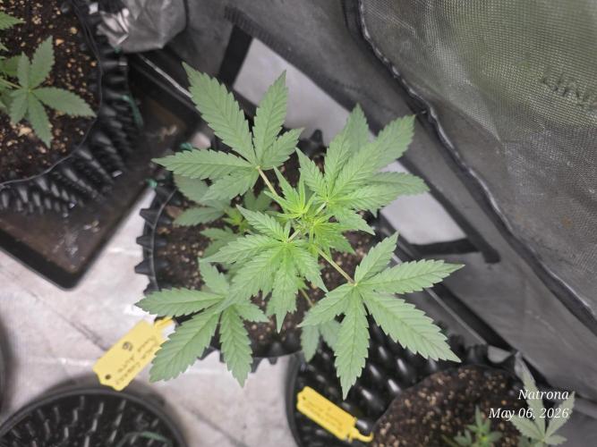 Black Cherry Punch auto -Pyramid Seeds. Week 4