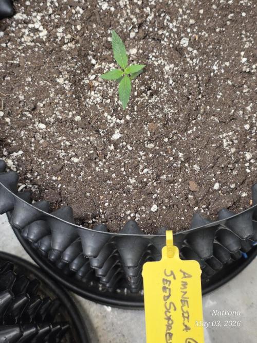 Amnesia auto Outside 2026 SeedSupreme. Week 1
