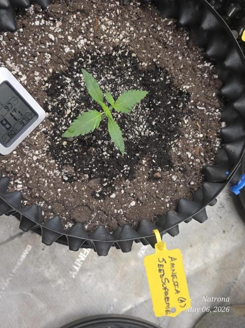 Amnesia auto Outside 2026 SeedSupreme. Week 1