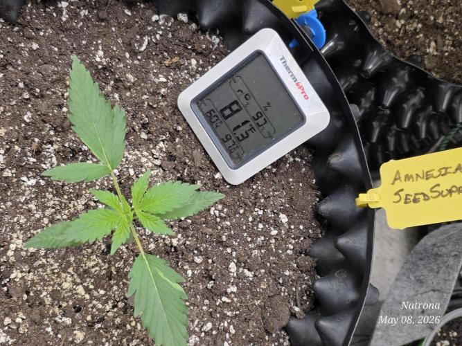 Amnesia auto Outside 2026 SeedSupreme. Week 1