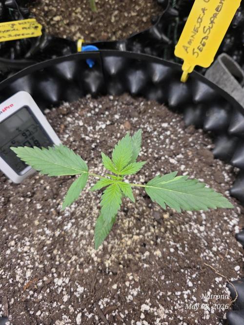 Amnesia auto Outside 2026 SeedSupreme. Week 1