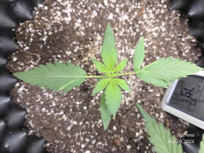 Amnesia auto Outside 2026 SeedSupreme. Week 1