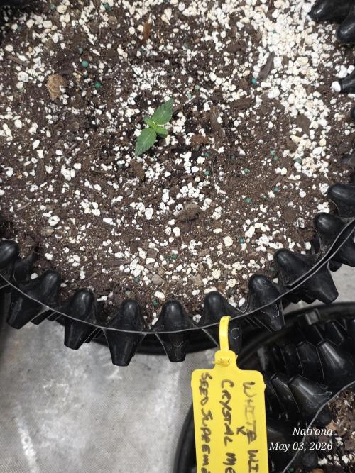 White Widow X Crystal Meth Outside 2026. Week 1