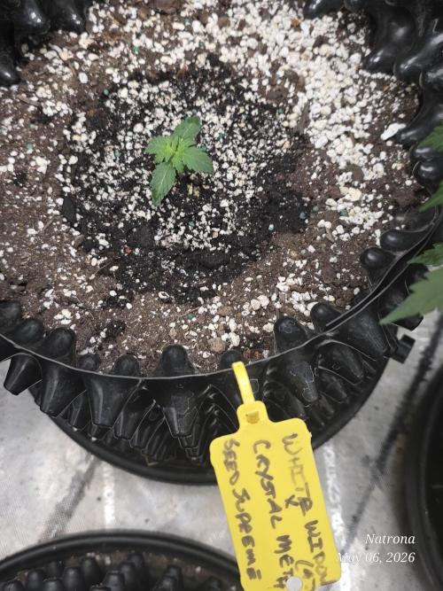 White Widow X Crystal Meth Outside 2026. Week 1