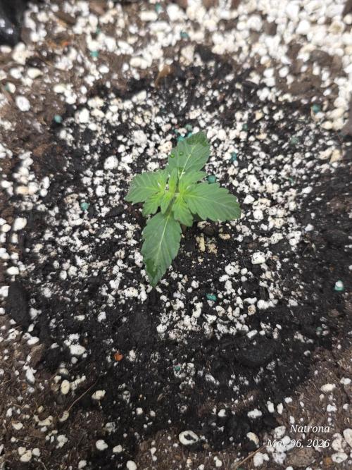 White Widow X Crystal Meth Outside 2026. Week 1