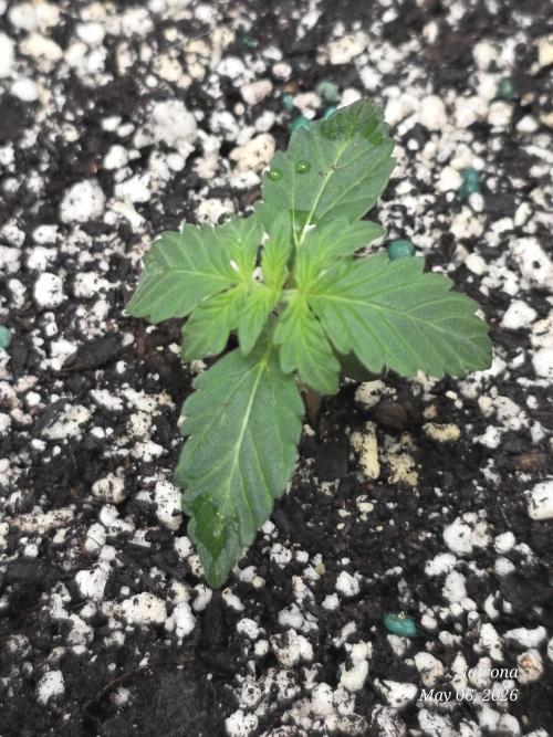 White Widow X Crystal Meth Outside 2026. Week 1