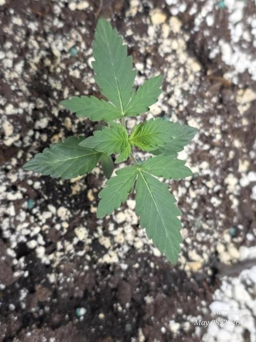 White Widow X Crystal Meth Outside 2026. Week 1