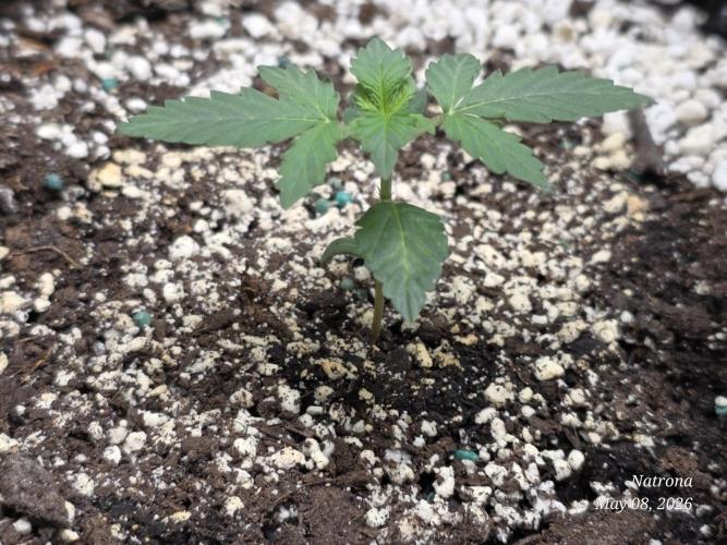 White Widow X Crystal Meth Outside 2026. Week 1