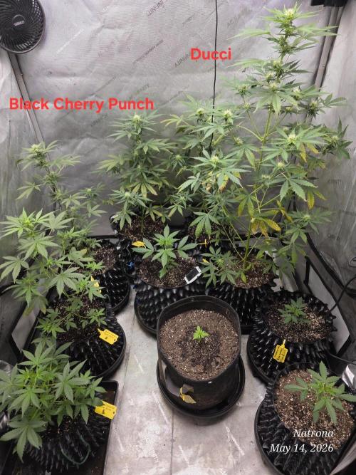 Black Cherry Punch auto -Pyramid Seeds. Week 5