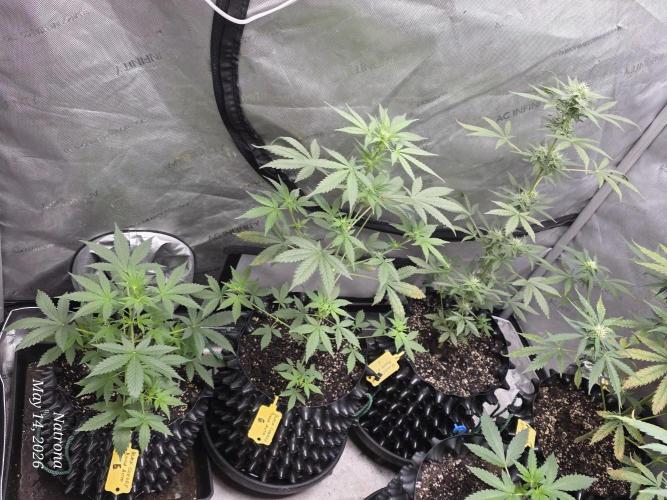 Black Cherry Punch auto -Pyramid Seeds. Week 5