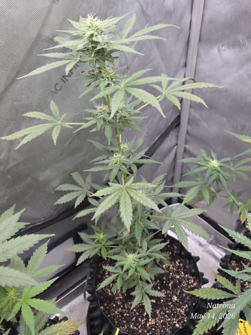 Black Cherry Punch auto -Pyramid Seeds. Week 5