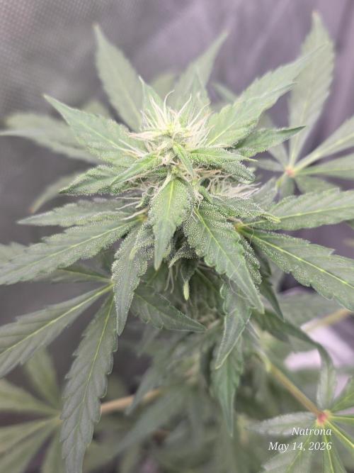 Black Cherry Punch auto -Pyramid Seeds. Week 5