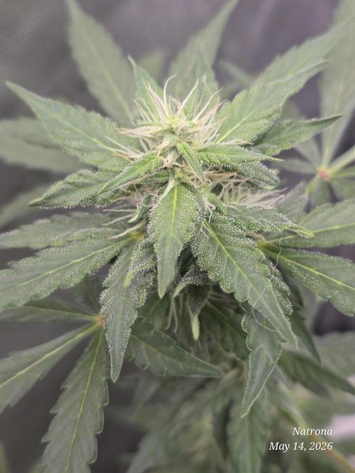 Black Cherry Punch auto -Pyramid Seeds. Week 5