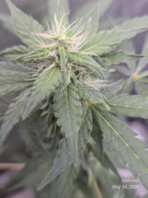 Black Cherry Punch auto -Pyramid Seeds. Week 5
