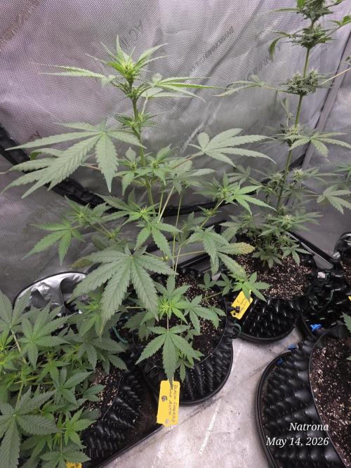 Black Cherry Punch auto -Pyramid Seeds. Week 5