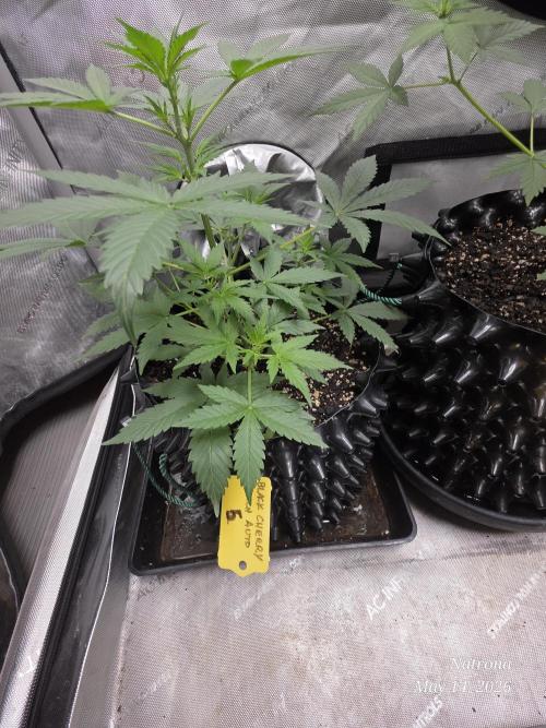 Black Cherry Punch auto -Pyramid Seeds. Week 5