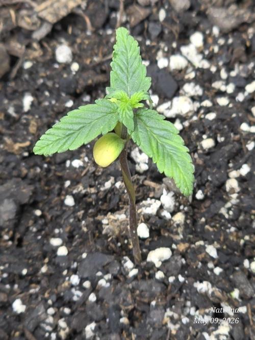 Whorled Phyllotaxy-Hawaiian Snow auto. Week 1