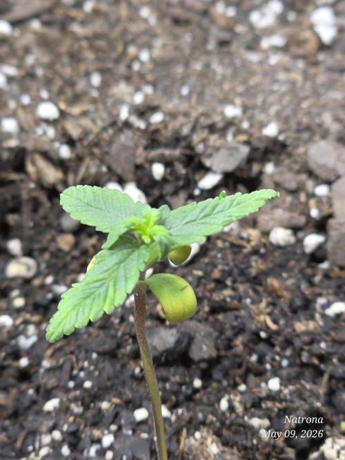 Whorled Phyllotaxy-Hawaiian Snow auto. Week 1
