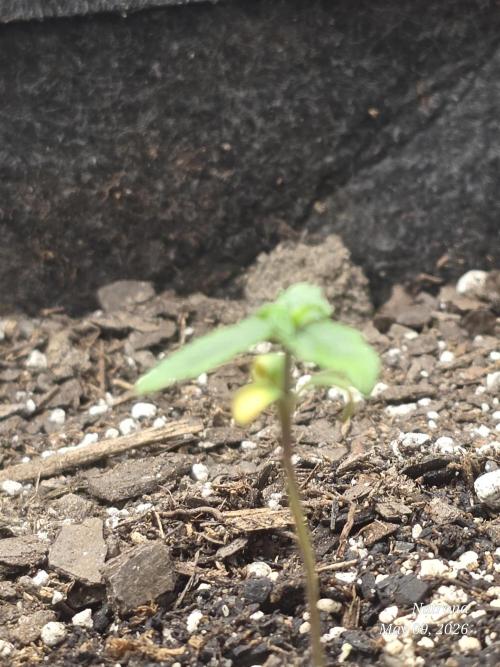 Whorled Phyllotaxy-Hawaiian Snow auto. Week 1