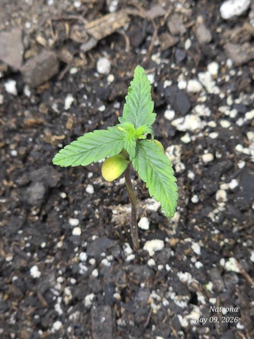 Whorled Phyllotaxy-Hawaiian Snow auto. Week 1