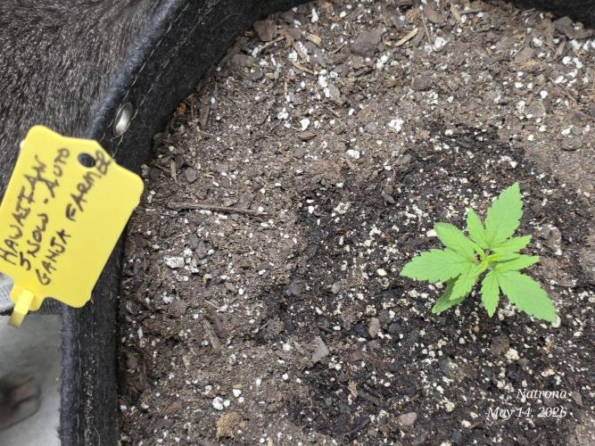 Whorled Phyllotaxy-Hawaiian Snow auto. Week 1