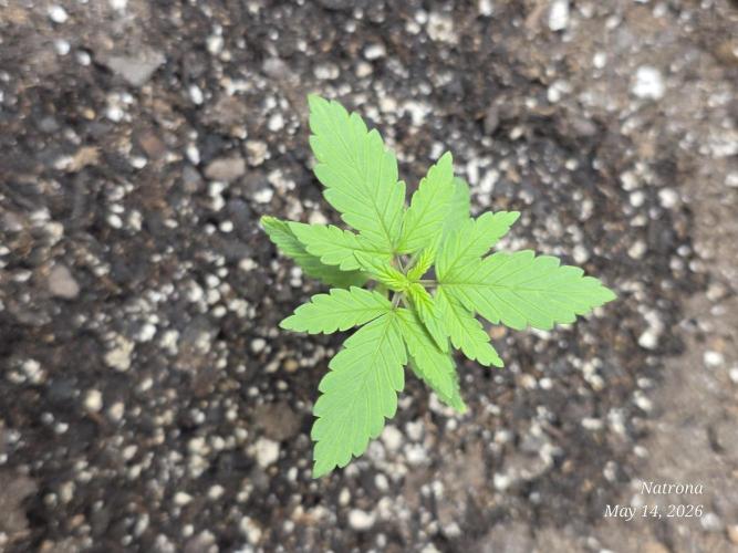 Whorled Phyllotaxy-Hawaiian Snow auto. Week 1