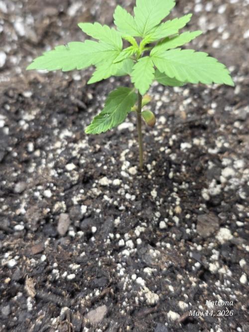 Whorled Phyllotaxy-Hawaiian Snow auto. Week 1