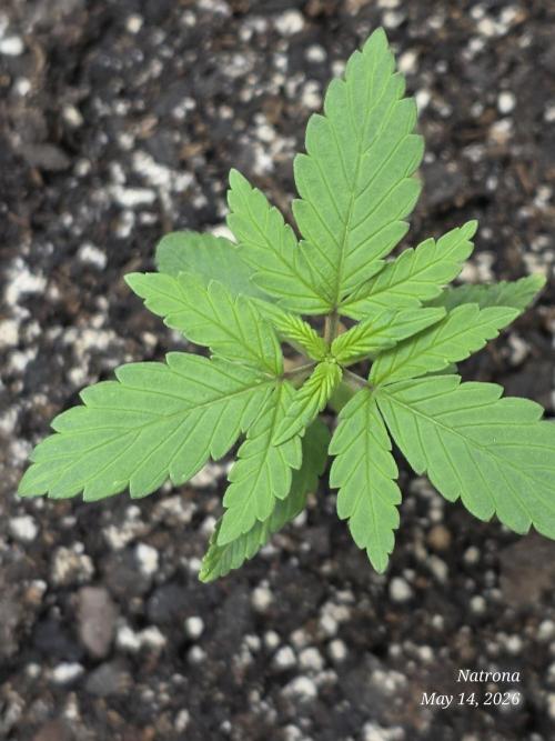 Whorled Phyllotaxy-Hawaiian Snow auto. Week 1
