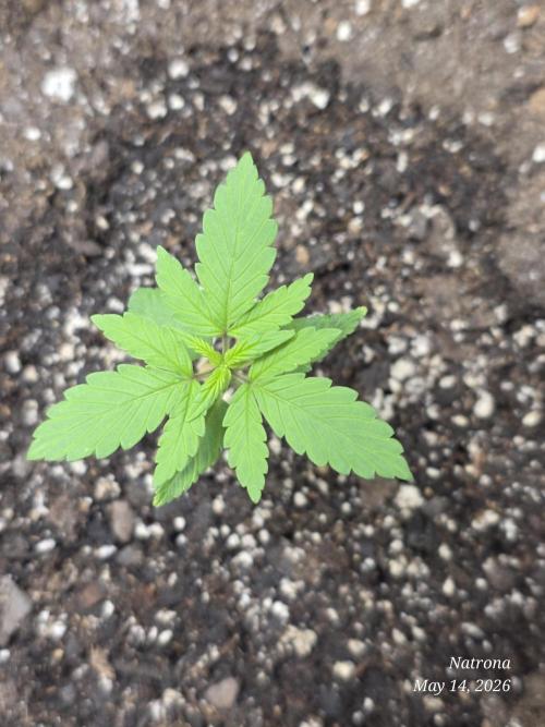 Whorled Phyllotaxy-Hawaiian Snow auto. Week 1