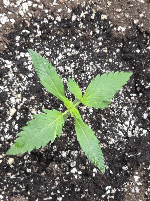 Amnesia auto Outside 2026 SeedSupreme. Week 2