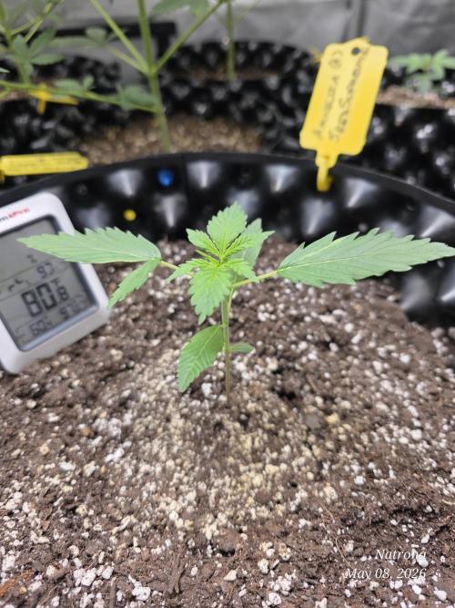 Amnesia auto Outside 2026 SeedSupreme. Week 2