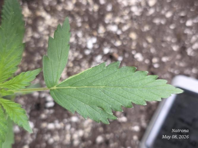 Amnesia auto Outside 2026 SeedSupreme. Week 2 - The Thumb 