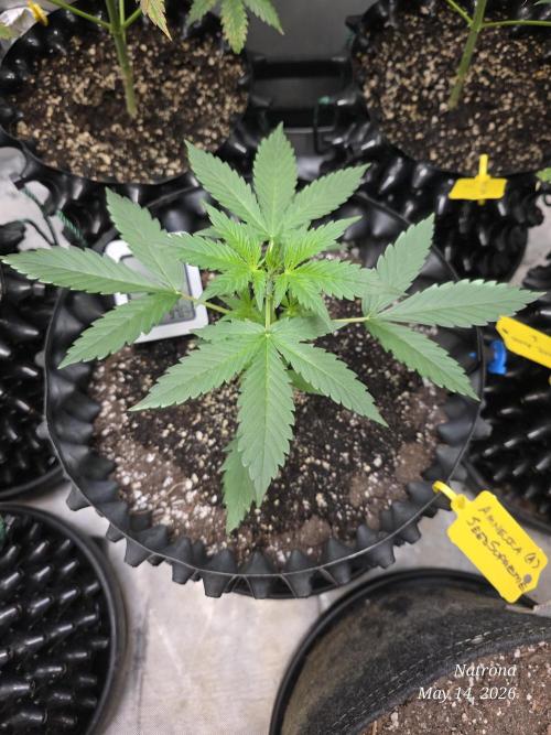 Amnesia auto Outside 2026 SeedSupreme. Week 2