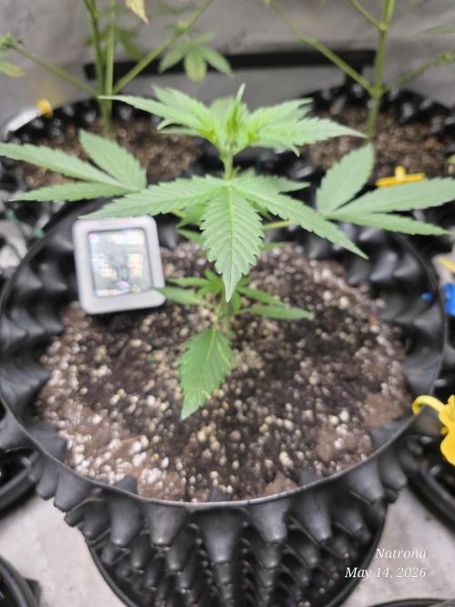 Amnesia auto Outside 2026 SeedSupreme. Week 2