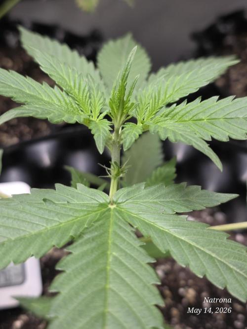 Amnesia auto Outside 2026 SeedSupreme. Week 2