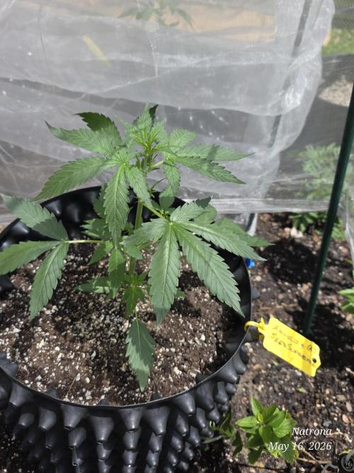 Amnesia auto Outside 2026 SeedSupreme. Week 2